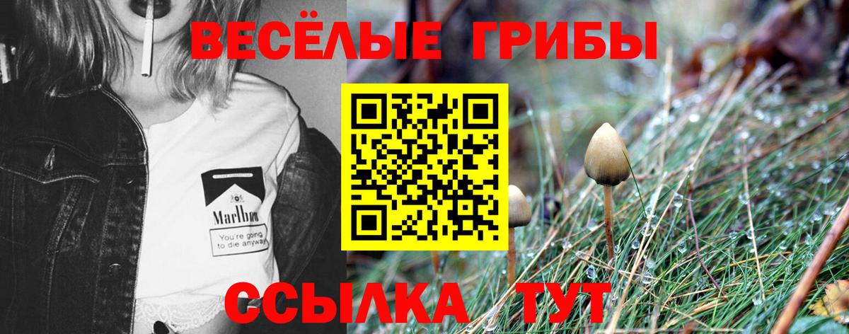 Шали  Псилоцибиновые грибы Psilocybine cubensis  Вход с VPN  Галлюциногенные грибы мицелий 